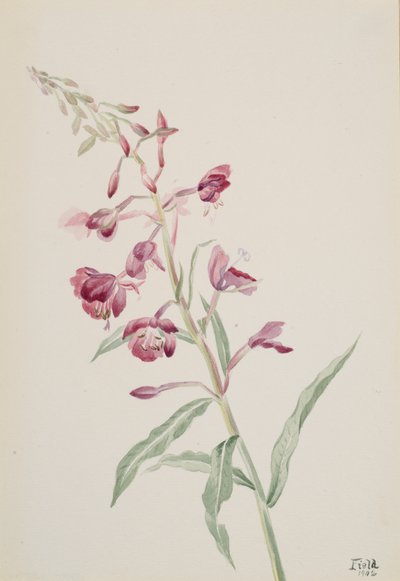 Tuliruoho Epilobium angustifolium, 1902. tekijältä Mary Vaux Walcott