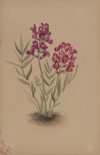 Kukkia Mesa tekijältä Mary Vaux Walcott