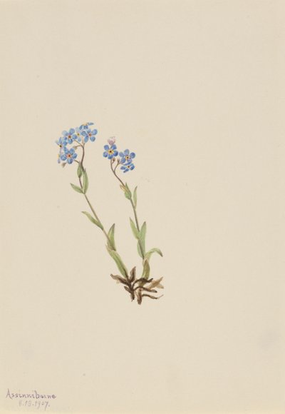 Unohda minut-ei (Myosotis alpestris) tekijältä Mary Vaux Walcott
