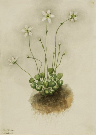 Reunustettu Parnassia (Parnassia fimbriata) tekijältä Mary Vaux Walcott