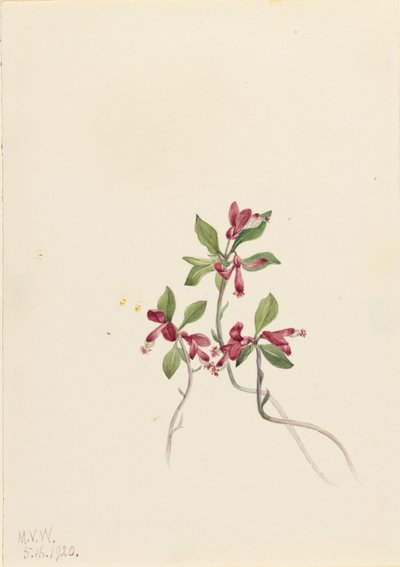 Reunustettu Polygala (Polygala paucifolia) tekijältä Mary Vaux Walcott