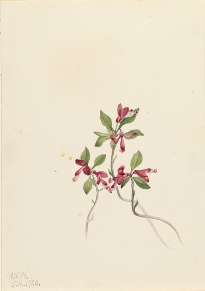 Hapsuinen Polygala Polygala paucifolia, 1920. tekijältä Mary Vaux Walcott
