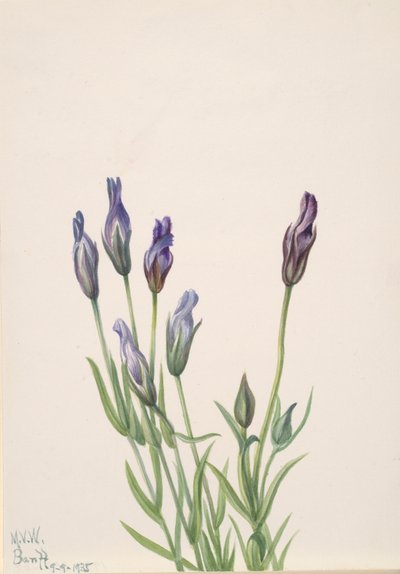 Gentian Gentiana macounii, 1935. tekijältä Mary Vaux Walcott