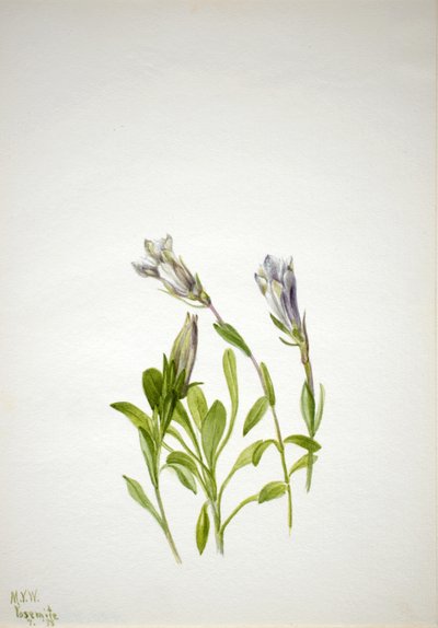 Gentian Gentiana newberry, 1938. tekijältä Mary Vaux Walcott