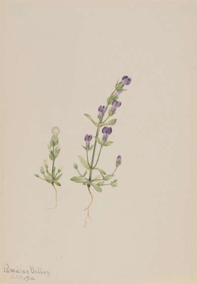 Gentiana propingua tekijältä Mary Vaux Walcott