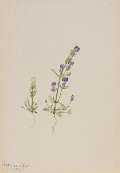 Gentiana propingua, 1916. tekijältä Mary Vaux Walcott