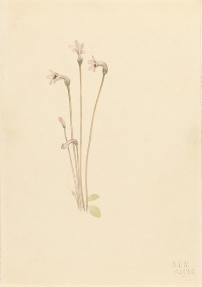 Haamuputki (Thalesia uniflora) tekijältä Mary Vaux Walcott