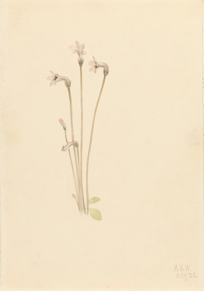 Ghostpipe Thalesia uniflora, 1920. tekijältä Mary Vaux Walcott