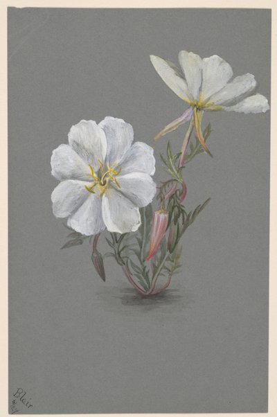 Giant Helleborine Epipactis gigantea, n. 1880. tekijältä Mary Vaux Walcott