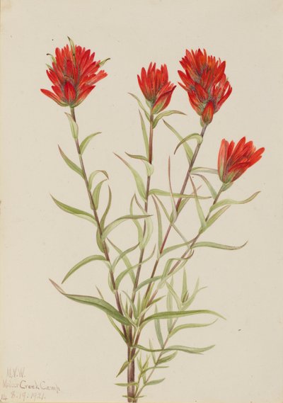 Jättiläinen punainen maalipensas (Castilleja miniata) tekijältä Mary Vaux Walcott