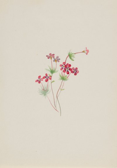 Gilia linanthus parviflorus tekijältä Mary Vaux Walcott