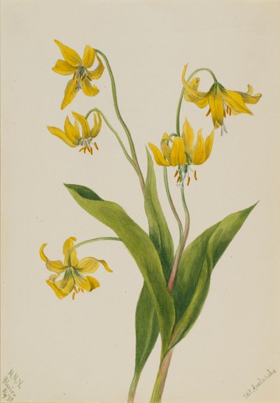 Glacierlily Erythronium grandiflorum, 1899. tekijältä Mary Vaux Walcott