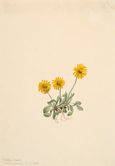 Golden Fleabane Erigeron aureus, 1904. tekijältä Mary Vaux Walcott