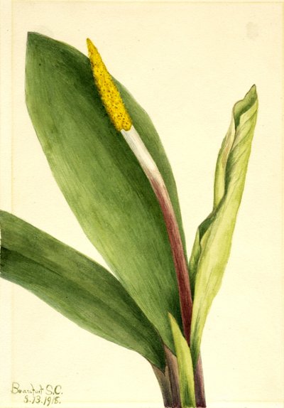 Goldenclub (Orontium aquaticum) tekijältä Mary Vaux Walcott