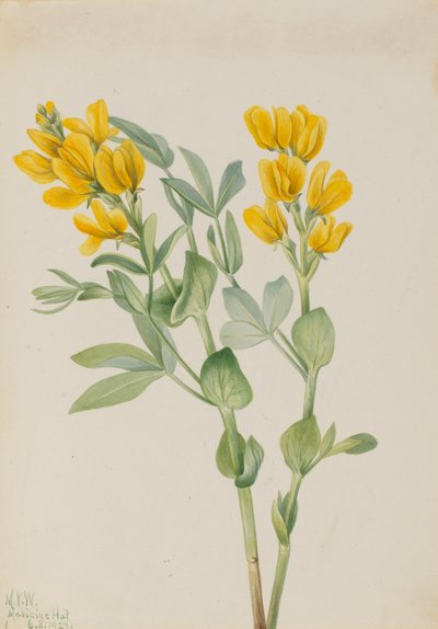 Kultaherne Thermopsis rhombifolia, 1923. tekijältä Mary Vaux Walcott