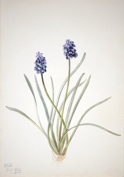 Rypälehyasintti Muscari racemosum, 1920. tekijältä Mary Vaux Walcott