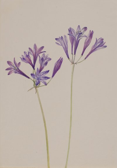 Ruohopähkinä Brodiaea laxa, 1933. tekijältä Mary Vaux Walcott