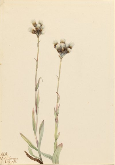 Harmaat pussitossut (Antennaria howellii) tekijältä Mary Vaux Walcott