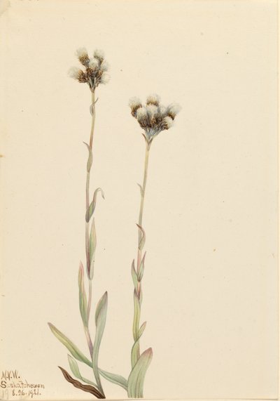 Grey Pussytoes Antennaria howellii, 1921. tekijältä Mary Vaux Walcott