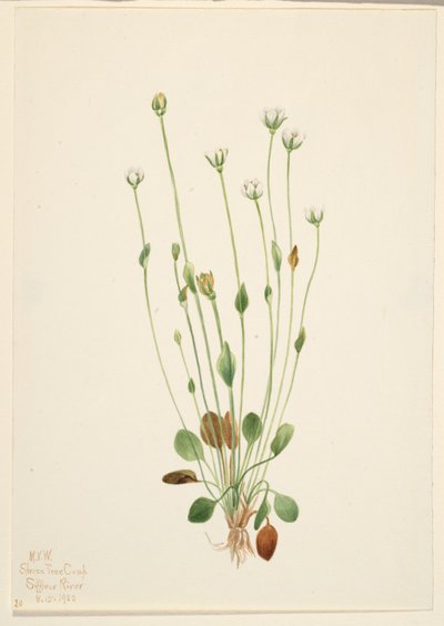 Gray Ragwort (Senecio canus) tekijältä Mary Vaux Walcott