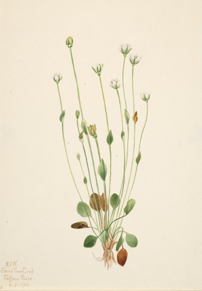 Harmaa Ragwort Senecio canus, 1920. tekijältä Mary Vaux Walcott