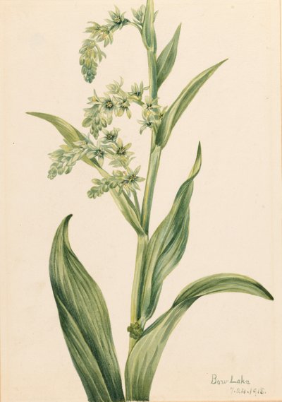 Vihreä karhunkaali (Veratrum viride) tekijältä Mary Vaux Walcott