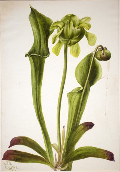 Vihreä kannukasvi (Sarracenia orephila) tekijältä Mary Vaux Walcott