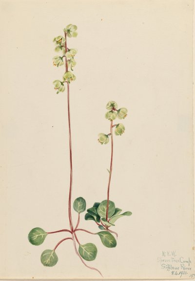 Vihreä Pyrola (Pyrola chlorantha) tekijältä Mary Vaux Walcott