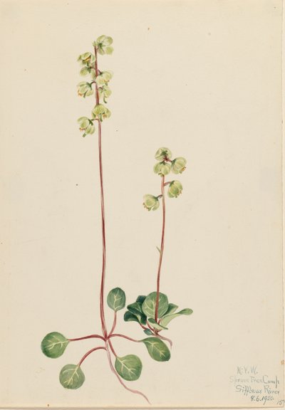 Vihreä Pyrola Pyrola chlorantha, 1920. tekijältä Mary Vaux Walcott
