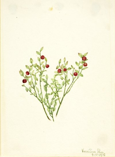 Grouse Whortleberry (Vaccinium scoparium) tekijältä Mary Vaux Walcott