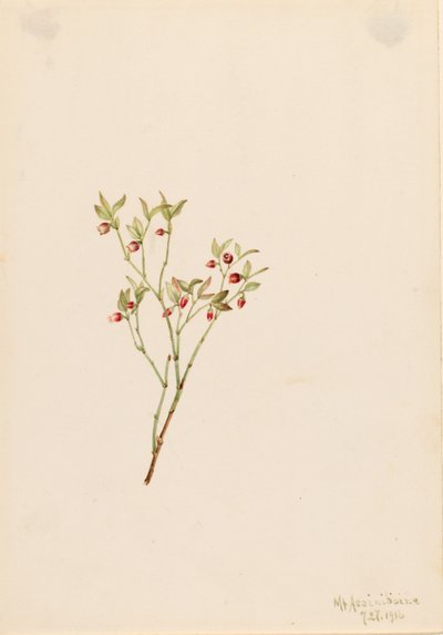 Karviainen Whortleberry (Vaccinum scoparium) (Vaccinum scoparium) tekijältä Mary Vaux Walcott