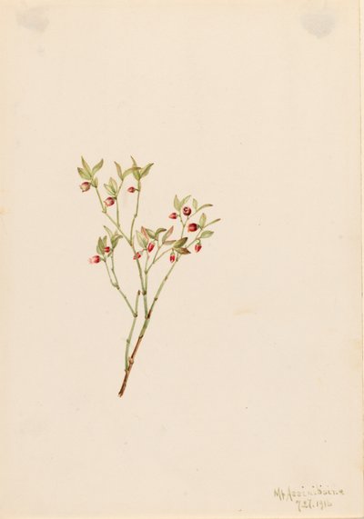 Grouse Whortleberry Vaccinum scoparium, 1916. tekijältä Mary Vaux Walcott