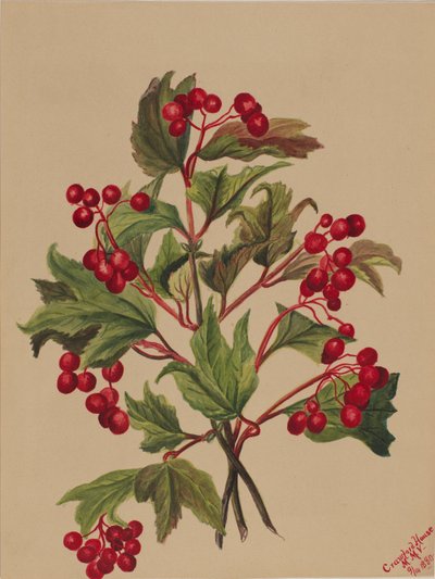 Grouseberry (Viburnum americanum) tekijältä Mary Vaux Walcott