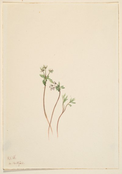 Kevään airut (Erigenia bulbosa) tekijältä Mary Vaux Walcott