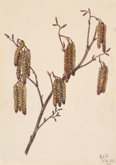 Hazel Leppä Alnus regosa, 1920. tekijältä Mary Vaux Walcott
