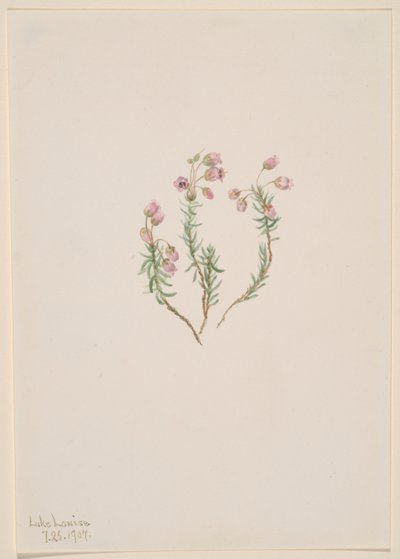 Kanerva (Phyllodoce intermedia) tekijältä Mary Vaux Walcott