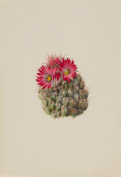Hedgehog Cactus Coryphantha arizonica, 1933. tekijältä Mary Vaux Walcott