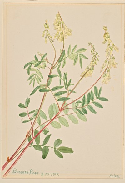 Hedysarum Hedysarum sulphurescens, 1917. tekijältä Mary Vaux Walcott
