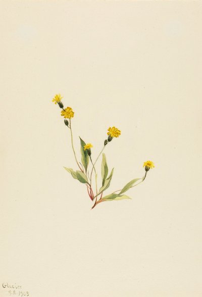 Heieracium gracile tekijältä Mary Vaux Walcott