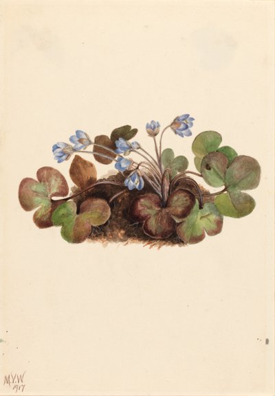 Hepatica (Hepatica americana) tekijältä Mary Vaux Walcott