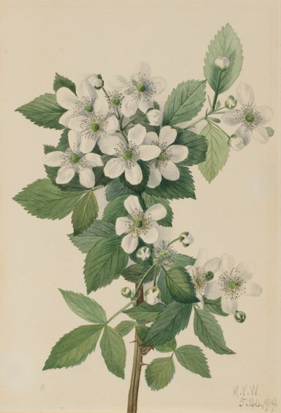 Highbush Blackberry Bush, 1919. tekijältä Mary Vaux Walcott