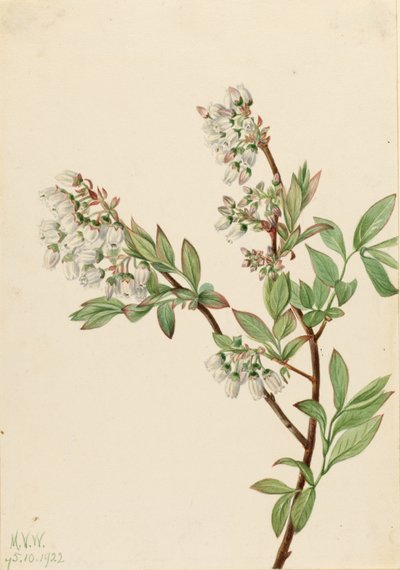 Mustikka (Vaccinium corymbosum) (Highbush Blueberry) tekijältä Mary Vaux Walcott