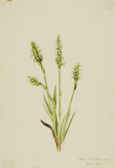 Huppu Naisten-tressit (Ibidium strictum) tekijältä Mary Vaux Walcott