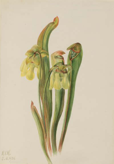 Hupullinen kannukasvi (Sarracenia minor) tekijältä Mary Vaux Walcott