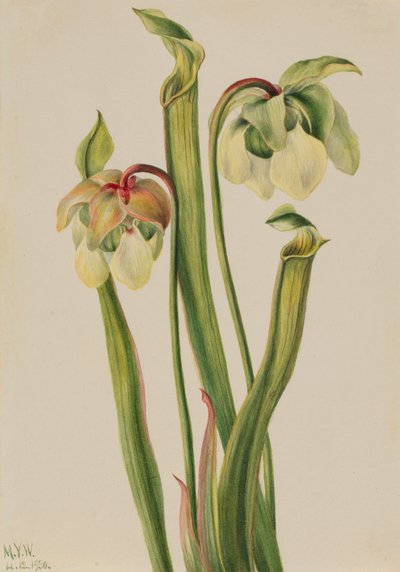 Sarracenia minor hybridiruokasvi, 1930. tekijältä Mary Vaux Walcott