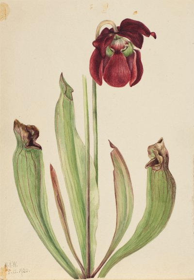Hybridijuoksu Sarracenia rubra xs purpurea venosa, 1920. tekijältä Mary Vaux Walcott