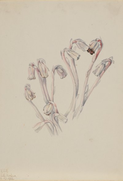 Indian Pipe Monotropa uniflora, 1926. tekijältä Mary Vaux Walcott