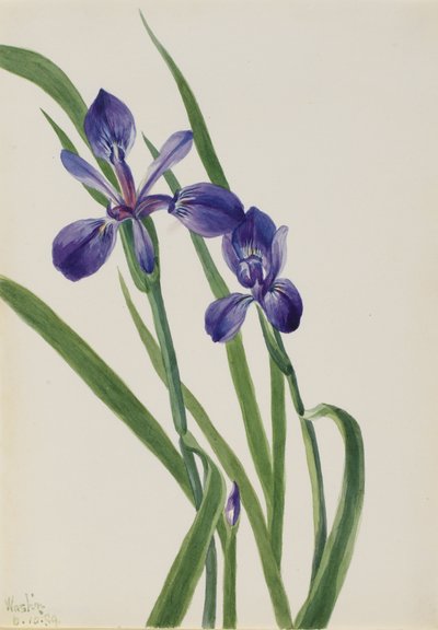Iris Iris-laji, 1939. tekijältä Mary Vaux Walcott