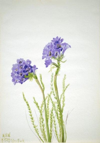 Jaakobin tikkaat (Polemonium viscosum) tekijältä Mary Vaux Walcott