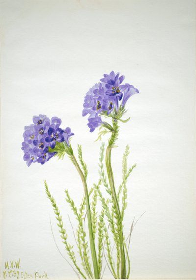 Jaakobin tikkaat Polemonium viscosum, 1937. tekijältä Mary Vaux Walcott
